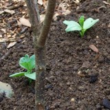 seedlings (1) Rescued Broad Bean Seedlings