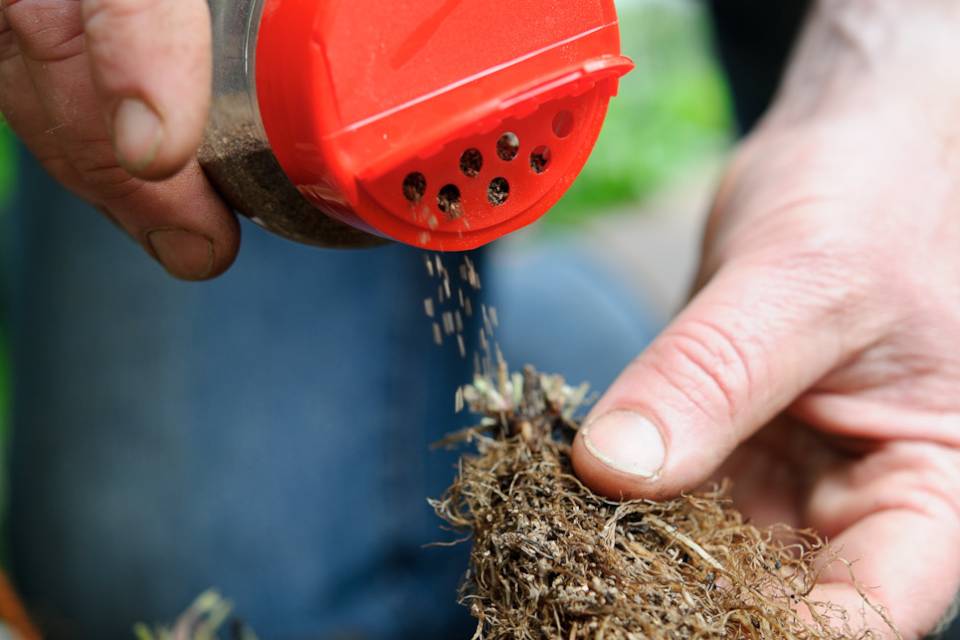 Perennial Practicality: Interview with Toby Buckland | Oxonian Gardener