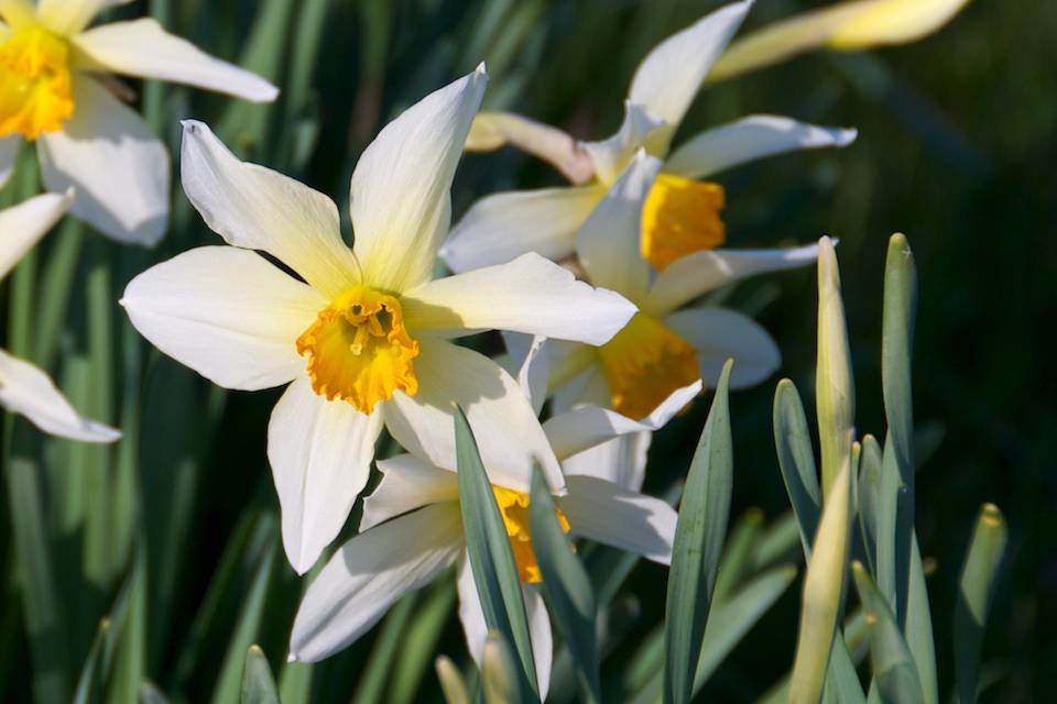 Daffodil Detection: Identification Narcissus Cultivars | Oxonian Gardener