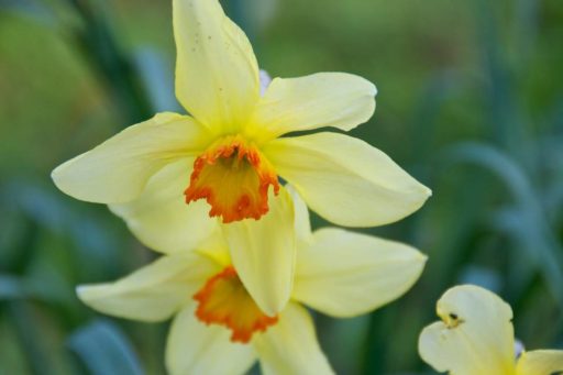 Daffodil Detection: Identification Narcissus Cultivars | Oxonian Gardener