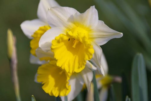 Daffodil Detection: Identification Narcissus Cultivars | Oxonian Gardener