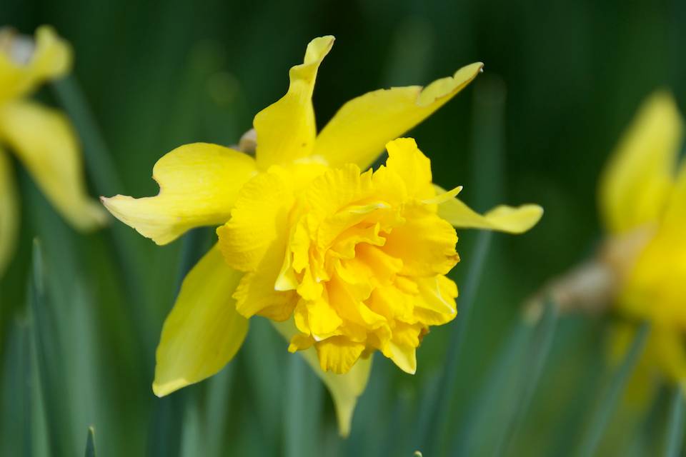 Daffodil Detection: Identification Narcissus Cultivars | Oxonian Gardener