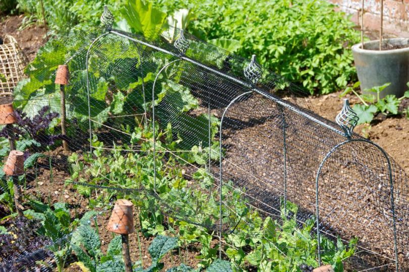 Kitchen Garden Rethink: Summer Sowing | Oxonian Gardener