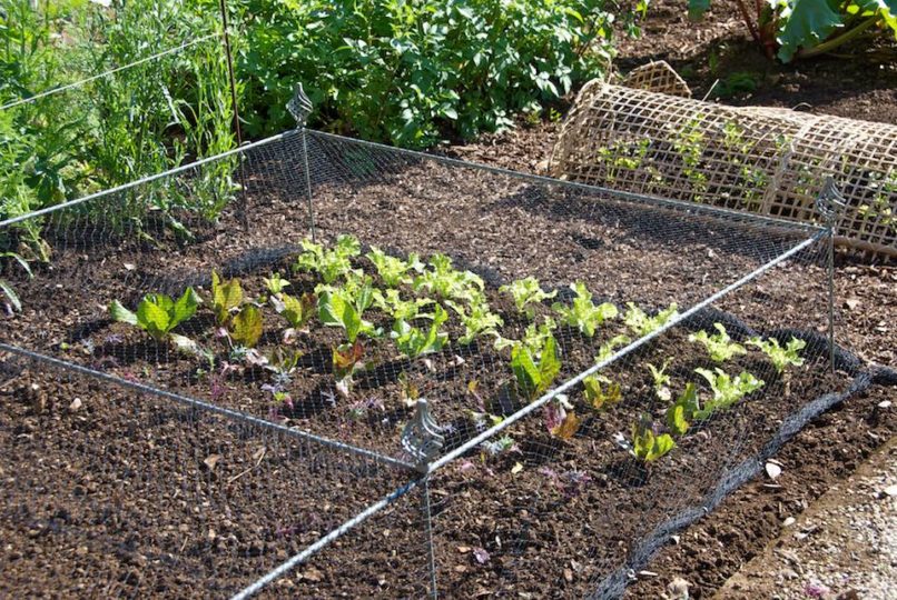 Kitchen Garden Rethink: Summer Sowing | Oxonian Gardener