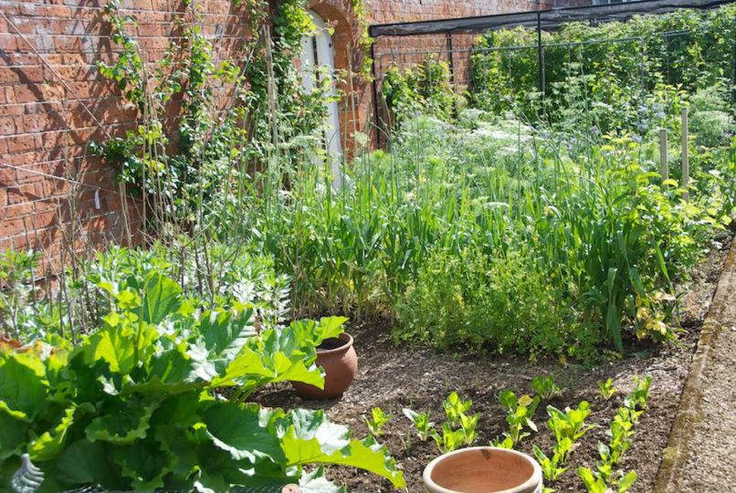 Kitchen Garden Rethink: Summer Sowing | Oxonian Gardener